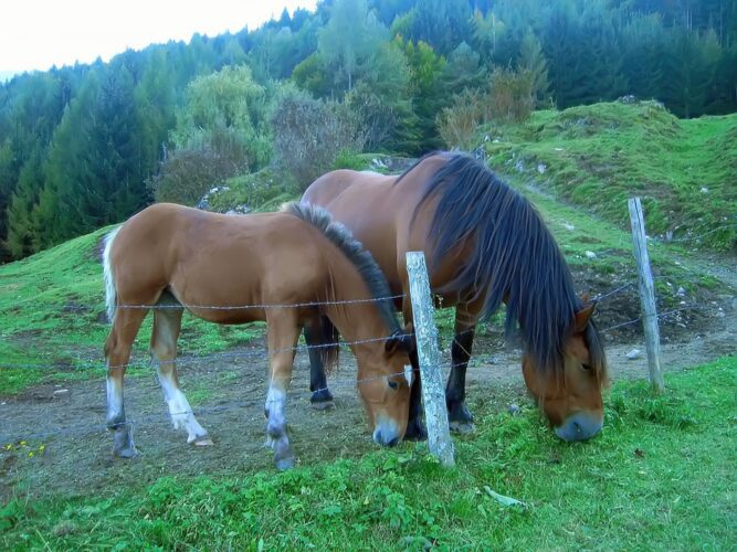 Landgasthof TELL - Almhütte Pferde